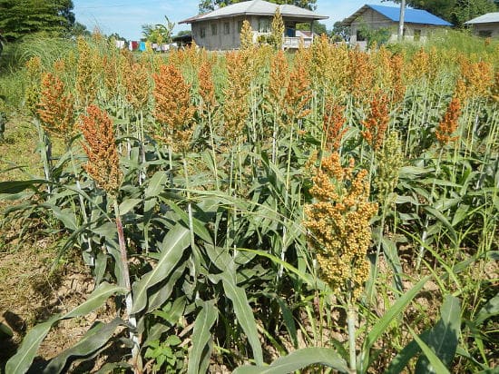 Sorghum