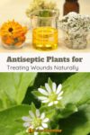 Antispetic Plants