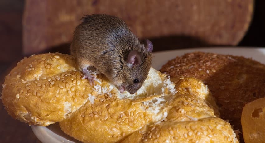 Mouse Proof Food Storage Containers Rodent Proof Your Stockpile