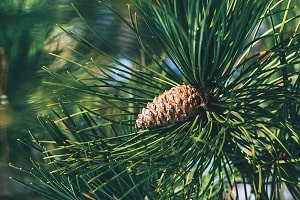 Pine cone closed