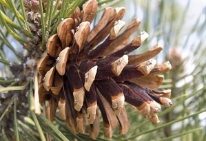 pine cone open