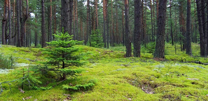 young pine tree