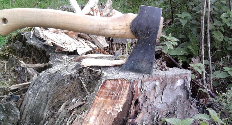 fatwood tree stump