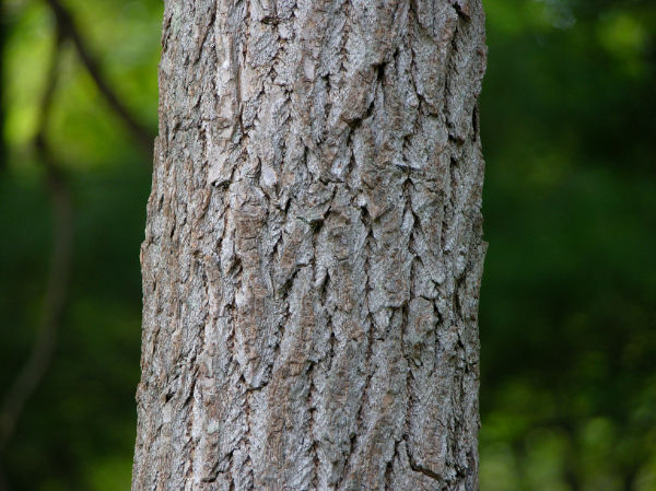 Sassafras tree