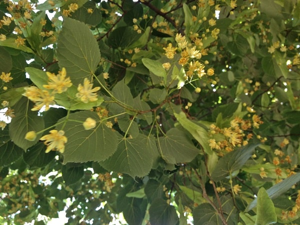 American Basswood