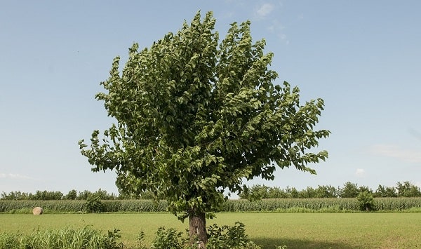 mulberry tree