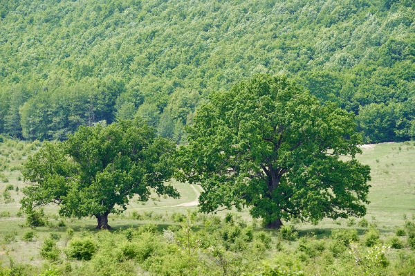 Oak tree