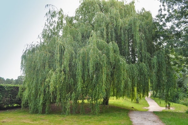 willow tree