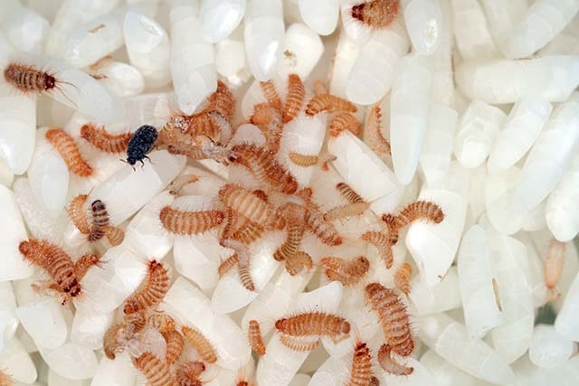 How to Kill Maggots and Get Rid of Infestation