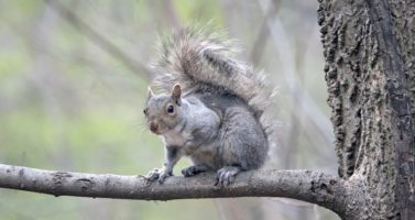Can You Eat Squirrel All Year Round? [Important Safety Information]