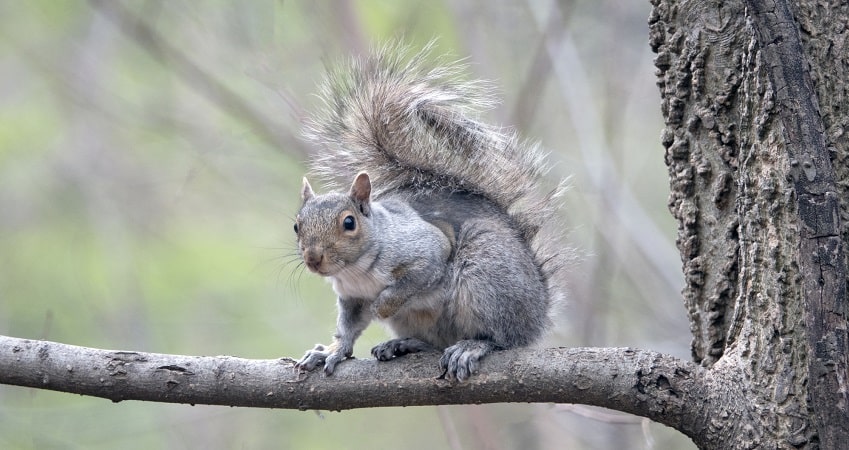 gray squirrel