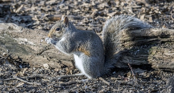 gray squirrel with nut