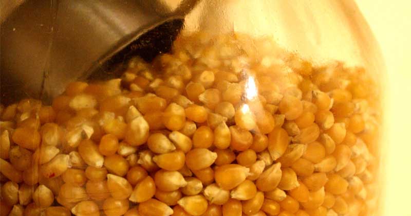 do pocorn kernels go bad