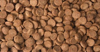 How to Store Dog Food Long Term