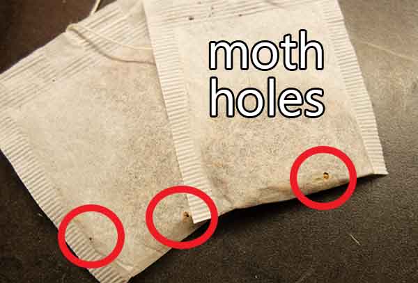 holes in tea bags from pantry moths