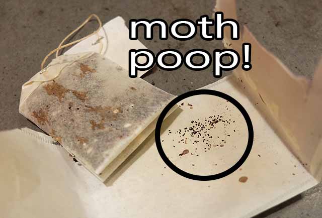 moth infestation in tea bags