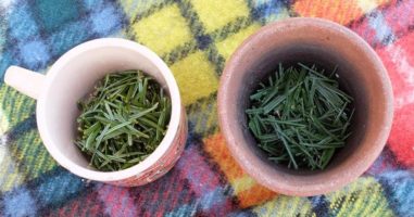 How to Make Pine Needle Spruce Tea (Hands on with images)