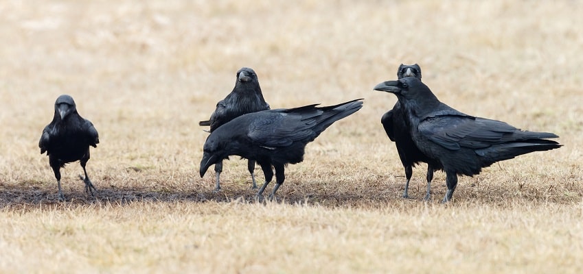 crows feeding in field