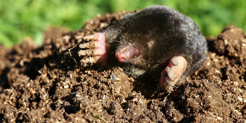 mole in garden