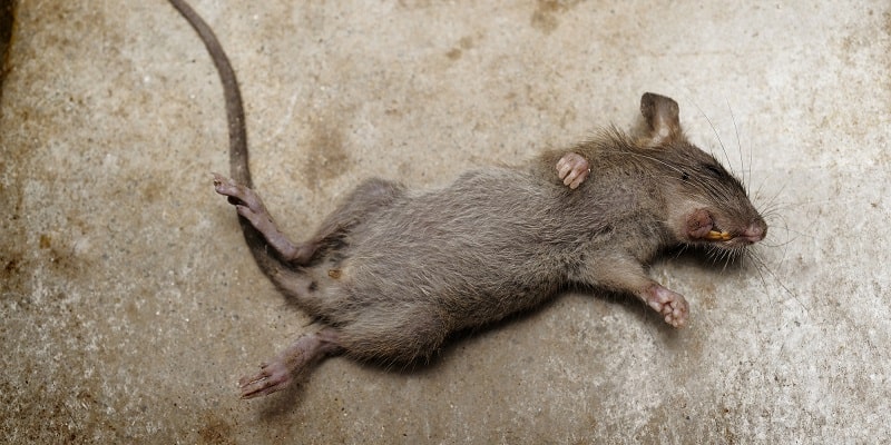 poisoned rat