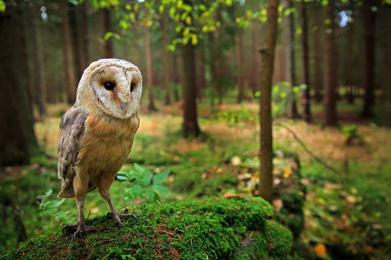 barn owl