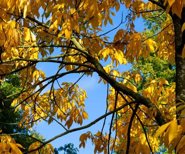 Bright yellow autumn foliage of a shagbark hickory tree