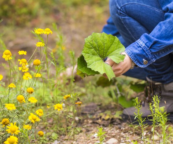 Girl picking coltsfoot leaves