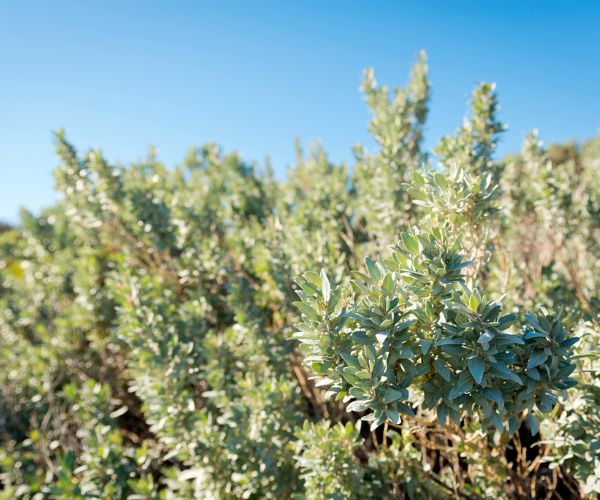 Saltbush