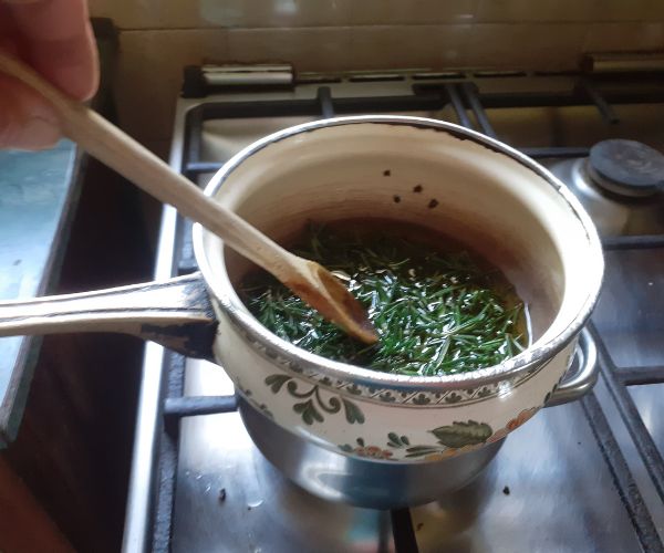 Rosemary in a pot