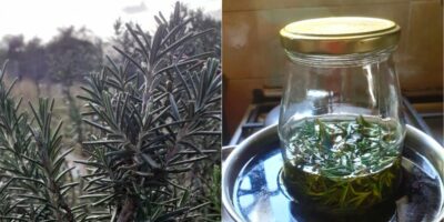 How to Make and Use Rosemary Oil –  (Step By Step With Pictures)