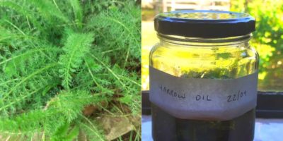 How to Make and Use Yarrow Oil