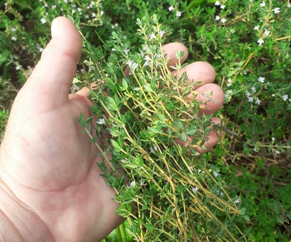 Handful of Thyme