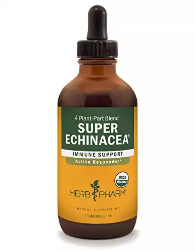 Echinacea Oil