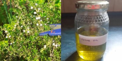 How to Make and Use Thyme Oil (Step By Step With Pictures)