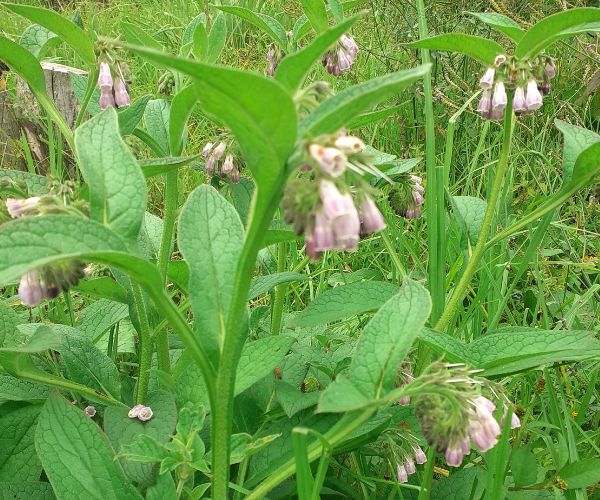 1 Comfrey Plant