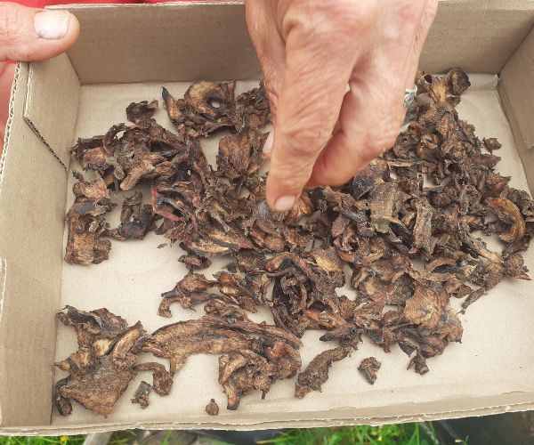10 Dried Comfrey Root