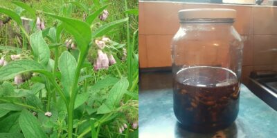 How To Make and Use Comfrey Oil (And Its Uses)