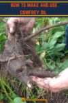 hands holding large comfrey root