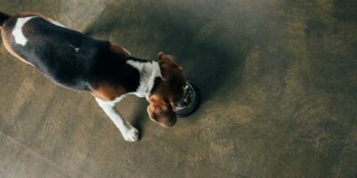Can Humans Eat Dog Food in an Emergency?