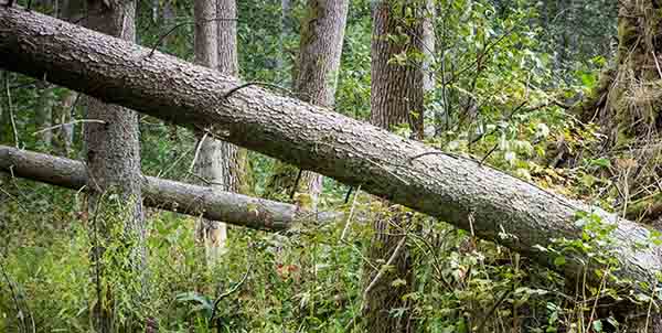 using fallen tree as a ridgepole for shelter