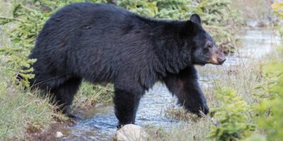 Can You Eat Bear Meat and Is It a Healthy Survival Food?