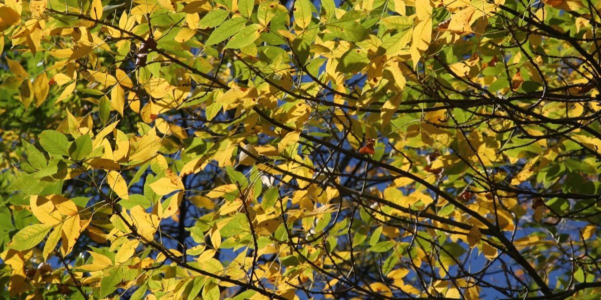 Beech tree and leaves