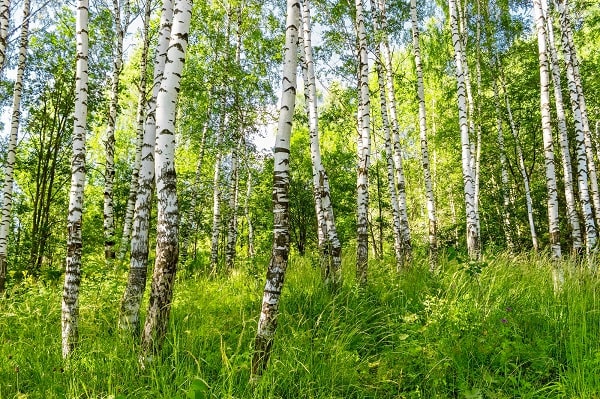 Birch trees