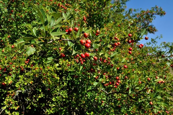 hawthorn leaf