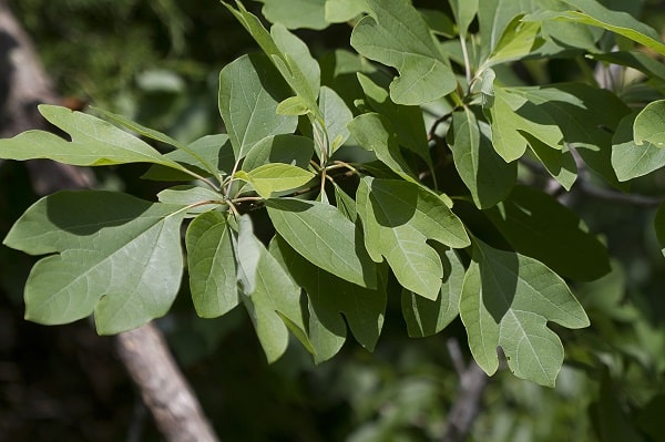 sassafras leaves