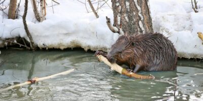 Can You Eat Beaver Meat and How Does It Taste?