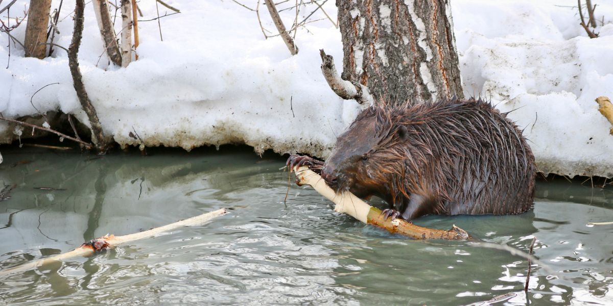 A wild beaver in a puddle nibbles the bark from the branches