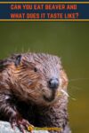 close up of a beaver face