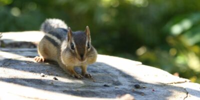 Can You Eat Chipmunk, or Will it Make You Ill?