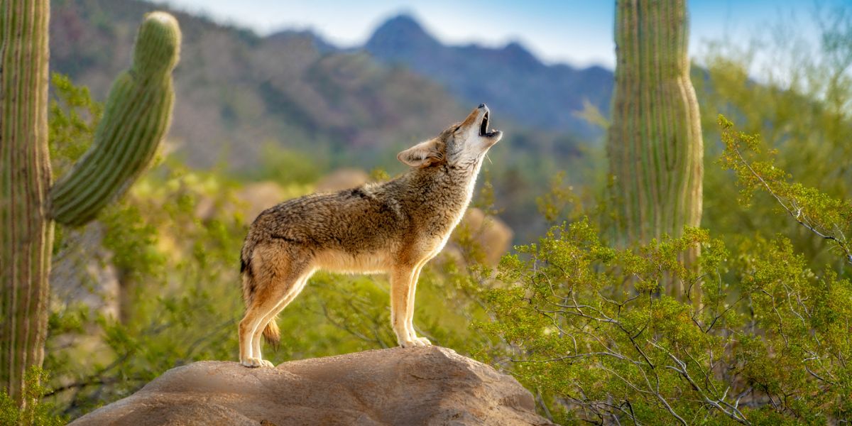 Howling Coyote standing on Rock with Saguaro Cacti